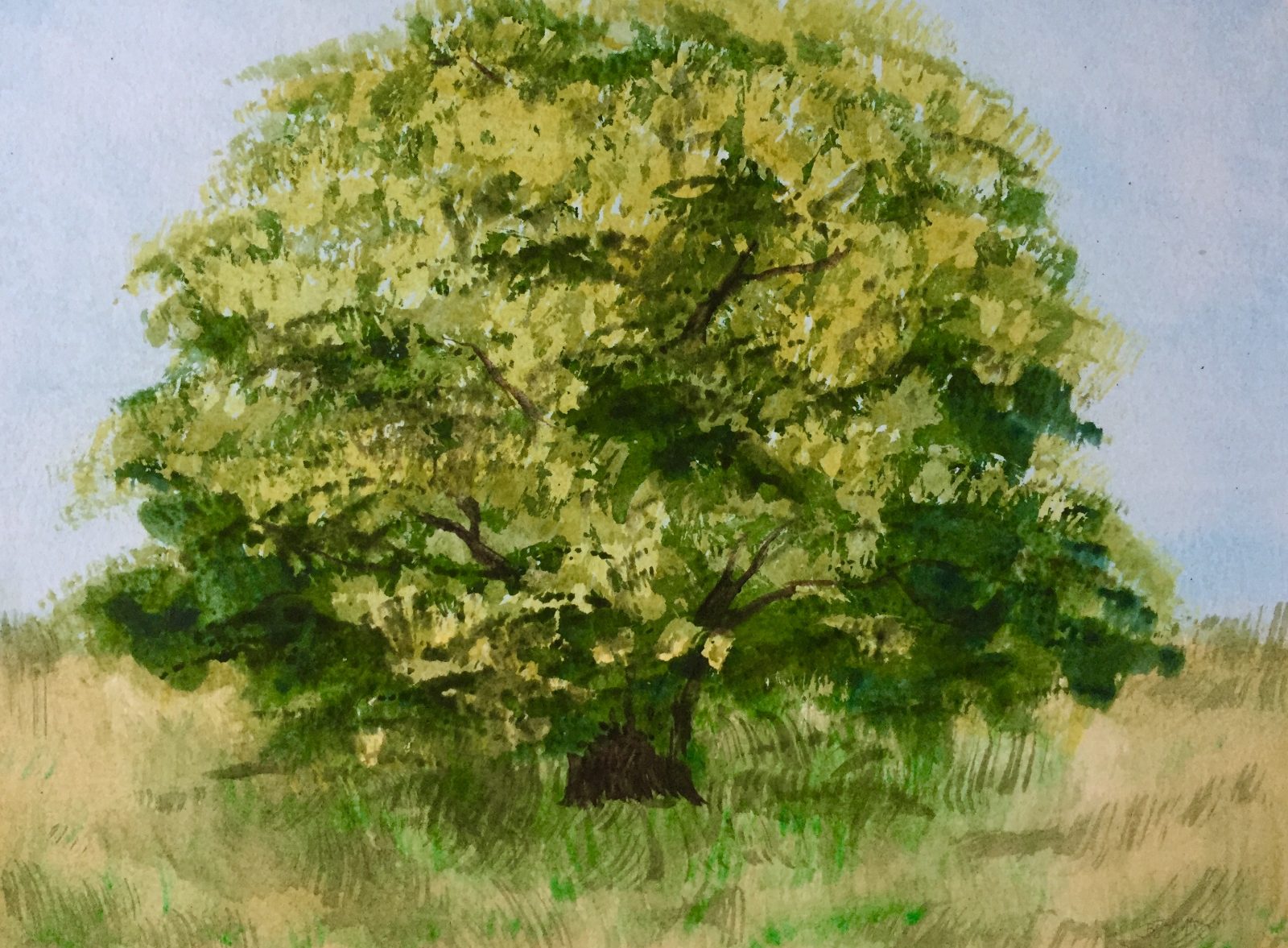 Watercolor of a linden tree by Betsy Marsch